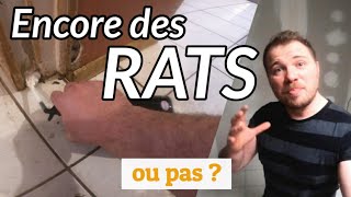 Infestation extrême de RATS dans une maison 44 [upl. by Awra60]