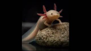 👋☺️ axolotl cute edit youtubeshorts animation animatonmeme little smallcreator [upl. by Anyahc872]