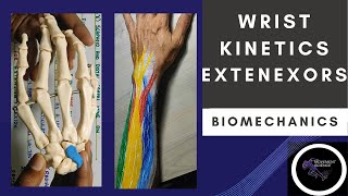 WRIST JOINT KINETICS EXTENSORS  WRIST JOINT COMPLEX BIOMECHANICSPhysiotherapy [upl. by Ariad292]