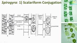 Spirogyra Reproduction Spirogyra Vegetative and sexual reproductionScalariform Lateral conjugation [upl. by Telrahc]