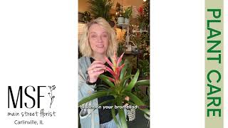 Bromeliad Care Basics [upl. by Keli]