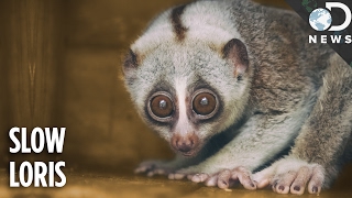 Everything You Need To Know About The Slow Loris [upl. by Marcellus]