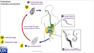 Enterobius vermicularis life cycle [upl. by Oiludbo153]