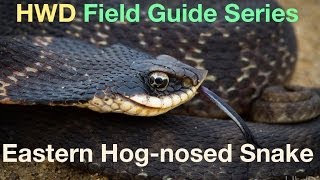 HWD Field Guide Series Eastern Hognosed Snake [upl. by Corissa546]