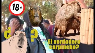 Apareamiento carpincho  Capybara mating [upl. by Georgeanna]