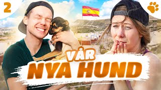 RÄDDAR HEMLÖS HUND I SPANIEN  DEL 2  S1 [upl. by Leirda732]