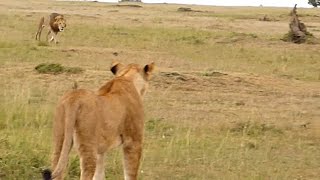 Big male lion shows lioness how to deal with hyenas [upl. by Orson]