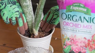 How to Repot Bromeliads — Ep 063 [upl. by Gilberta439]