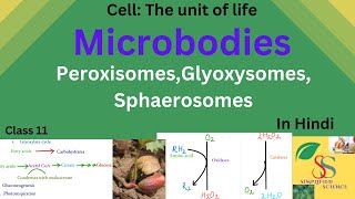 Microbodies PeroxisomesGlyoxysomesSphaerosomesClass11in Hindi [upl. by Woodall674]