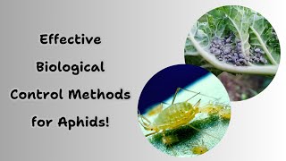 Effective Biological control for Aphids [upl. by Hildick]