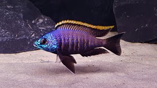 Placidochromis Blue Otter Tsano Rock [upl. by Riplex]