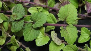 Satureja douglasii  Indian Mint  Yerba Buena [upl. by Ivzt]