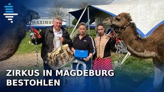 Zirkus in Magdeburg bestohlen  Familie Weisheit äußert sich [upl. by Strait]