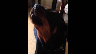 Rottweiler howling [upl. by Solegnave]