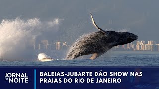 Baleiasjubarte proporcionam espetáculo no Rio de Janeiro  Jornal da Noite [upl. by Rot]