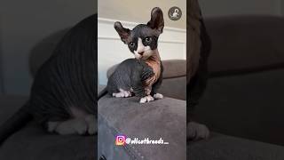 Minskin cat catlovers catbreeds breeds shorts shortsfeed minskin cute sphynx [upl. by Ailito]