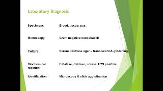 Brucella disease diagnosis and treatment [upl. by Ellerihs]