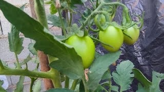 fertilizacion del cultivo de tomate en maceta de 5 litros la huertina de tavo [upl. by Yesnel610]