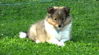 85 week old sheltie puppies playing in the garden [upl. by Viviane]