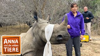 Operation Nashorn  Reportage für Kinder  Anna und die wilden Tiere [upl. by Orozco]