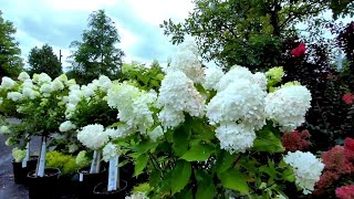 Hydrangeas garden yourgarden yourbackyard [upl. by Amii881]