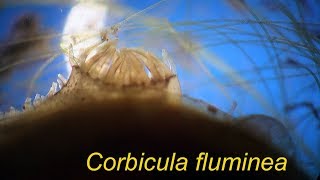 CORBICULA FLUMINEA [upl. by Cacia]