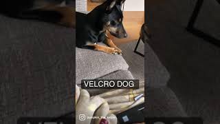 Australian Kelpie  the Velcro Dog [upl. by Ititrefen]