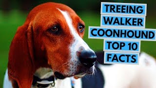 Treeing Walker Coonhound  TOP 10 Interesting Facts [upl. by Yusuk533]