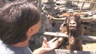 Man argues with spitting goat [upl. by Gibert950]