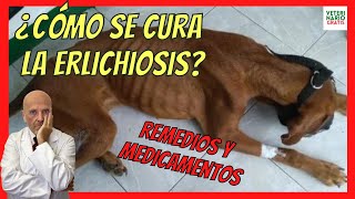 ERLICHIOISIS CANINA 🆘 QUE ES SÍNTOMAS FASES TERMINAL CRÓNICA DIAGNOSTICO Y TRATAMIENTO CASERO [upl. by Alidia]