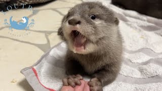 Baby Otter First Meal [upl. by Johna]