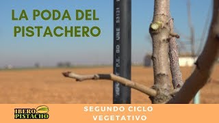 Poda del pistacho Año 2 en la finca de Fidel Ramón  Grupo IberoPistacho [upl. by Catto]