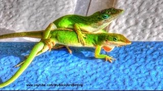 Green Anole Lizards Mating [upl. by Fiann]