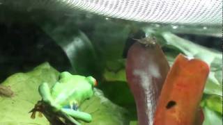 Red Eyed Tree Frogs FEEDING pt2 [upl. by Barsky780]