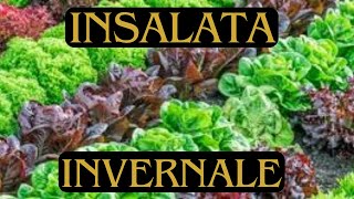 Quale insalata coltivare in inverno [upl. by Bowne809]