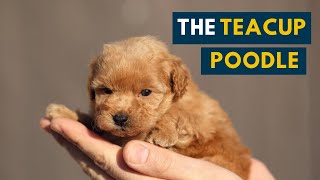 The Teacup Poodle Everything About This Teacupsized Companion Dog [upl. by Erot]