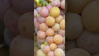 Pinot Grigio vs Pinot Gris Which Wins [upl. by Nunnery]