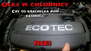 Olej w chlodnicy To nie uszczelka pod głowicą Zobacz zanim wydasz kasę na remont silnika  ecotec [upl. by Kirsti]