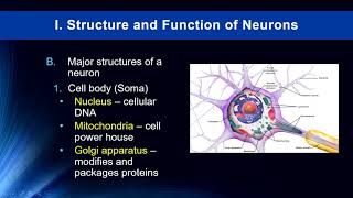 Cog Neuro Lecture 2  Neurons [upl. by Thorpe]