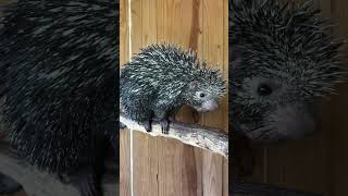 Prehensile Tailed Porcupine talking while enjoying a snack [upl. by Llenyt]