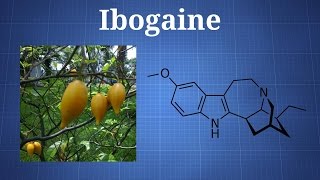 Ibogaine and Iboga What You Need To Know [upl. by Kinna]