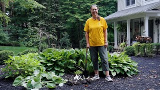 PETITTI  How To Divide Hostas and Other Perennials [upl. by Knowles]