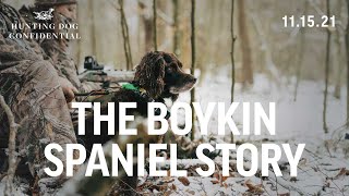 Boykin Spaniel History  Turkey Hunting with a Dog [upl. by Onairelav]