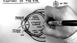 Anatomy of the Eye [upl. by Chick]