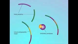 HIV Mechanisms of Action of Protease Inhibitors PIs [upl. by Novanod]