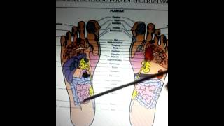 Mapa de reflexología de pie [upl. by Latreshia]