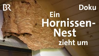 Hornissennest am Haus So werden Hornissen umgesiedelt  Zwischen Spessart und Karwendel  BR [upl. by Tallie]