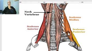 Anatomy of head and neck module in Arabic 67 Scalene muscles part 1  Dr Wahdan [upl. by Coltson]