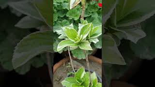 variegated Acalypha wilkesiana plant [upl. by Tnafni]