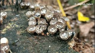 Cyathus striatus  A bird nest fungus [upl. by Ainav]